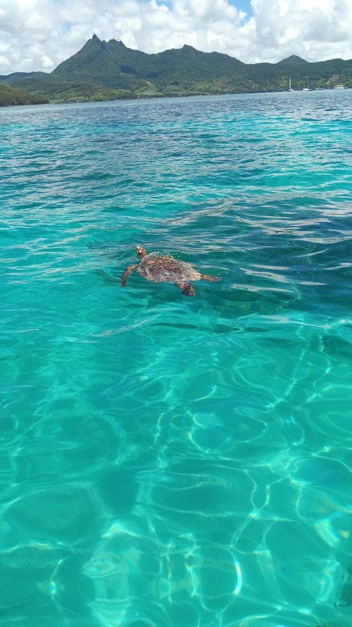 Snorkeling with sea turtles in Mauritius waters