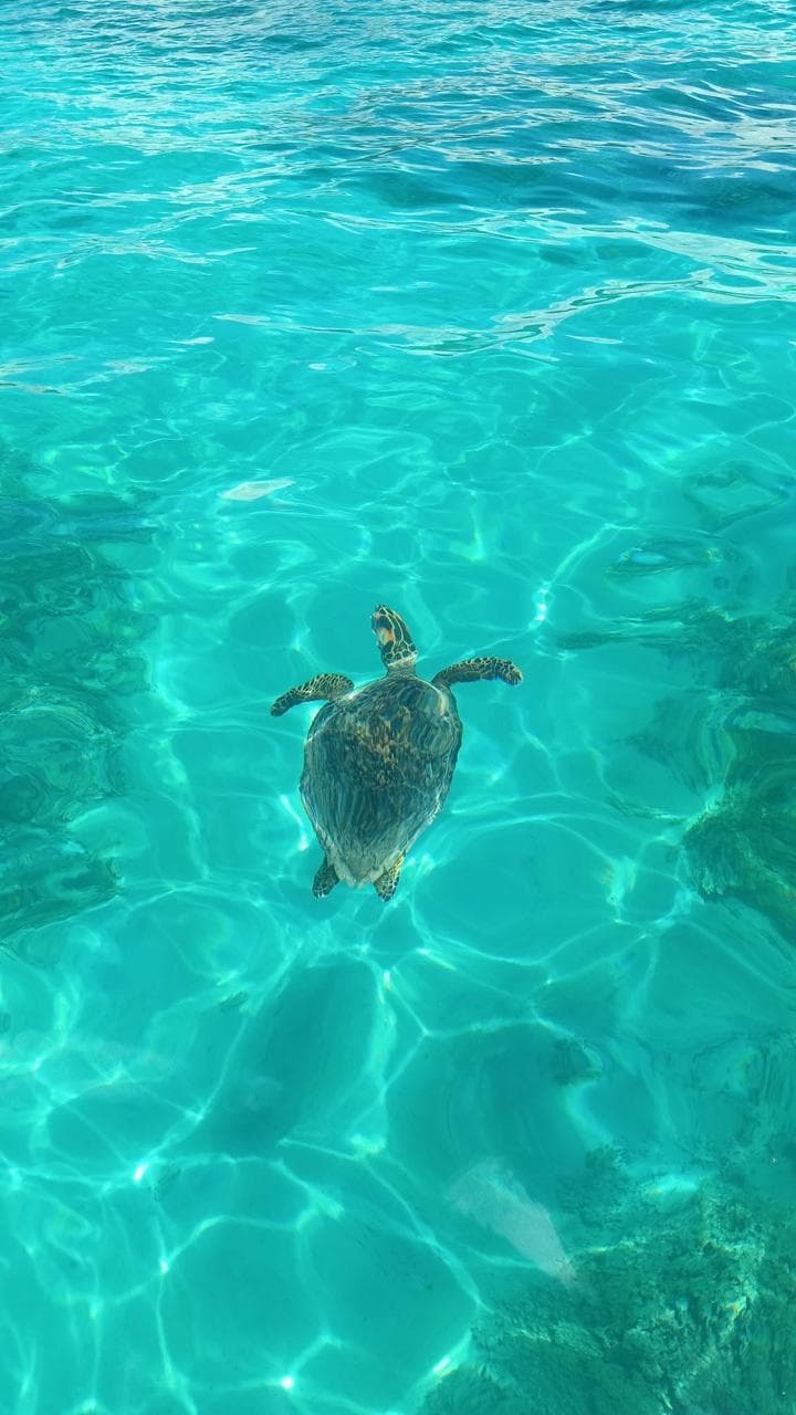 Undersea Walk Adventure